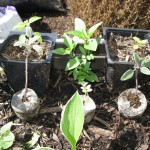 5/26/2011 Basil and Sage Cuttings 1