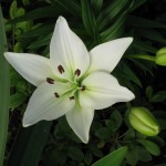 5/26/2011 First Navona lily bloom 2011