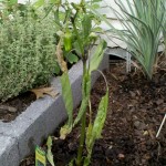 5/31/2011 Hot Banana Pepper wilting