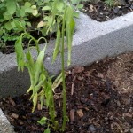 5/31/2011 Thai Chili Pepper wilting