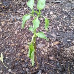 5/31/2011 Jupiter Bell Pepper wilting