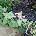 5/31/2011 Coral Nymph Salvia seedlings in the purple bed