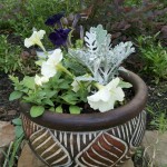 5/31/2011 Petunias and Dusty Miller