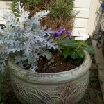 5/31/2011 Petunias, Vinca, Ornamental Pepper and Dusty Miller