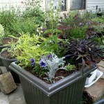 5/31/2011 White Nymph salvia planter