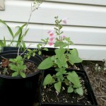5/31/2011 Coral Nymph Salvia seedlings potted